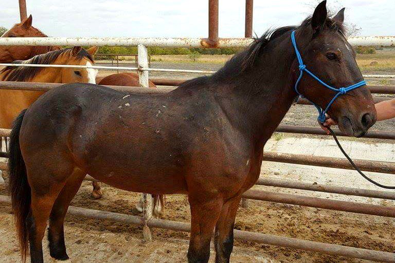 UrgentHorses's tweet image. BLM Mustang with Brand SHIPPING TO SLAUGHTER 10-26 5pm See more pics here: on.fb.me/1Gr6II1  #TEXAS #KILLPEN