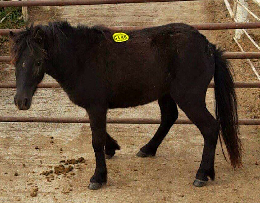 UrgentHorses's tweet image. 2 yr Miniature Horse Filly SHIPS TO SLAUGHTER 10-26 More pics here: on.fb.me/1Gr7V25  #TEXAS #pony #killpen