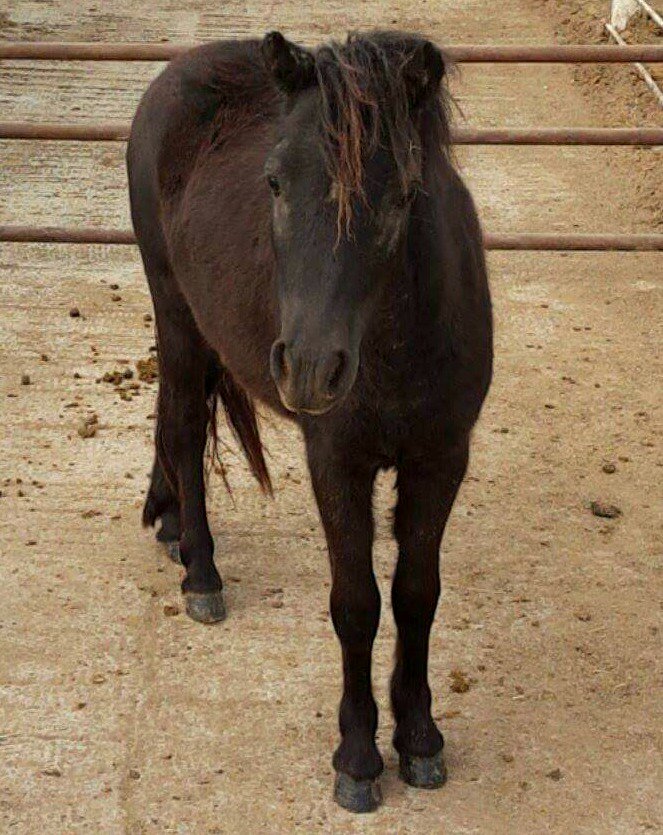 UrgentHorses's tweet image. 2 yr Miniature Horse Filly SHIPS TO SLAUGHTER 10-26 More pics here: on.fb.me/1Gr7V25  #TEXAS #pony #killpen