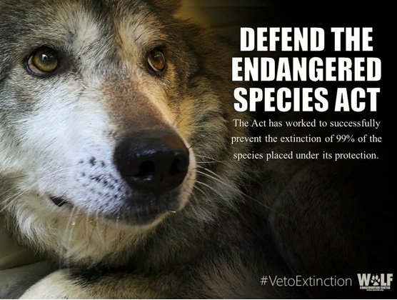 Onegreystray's tweet photo. .@POTUS Defend the Endangered Species Act!  #ESA #VetoExtinction
SIGN https://t.co/XOOnvww4ra
#RepJoeBarton https://t.co/G0dW7UA83A