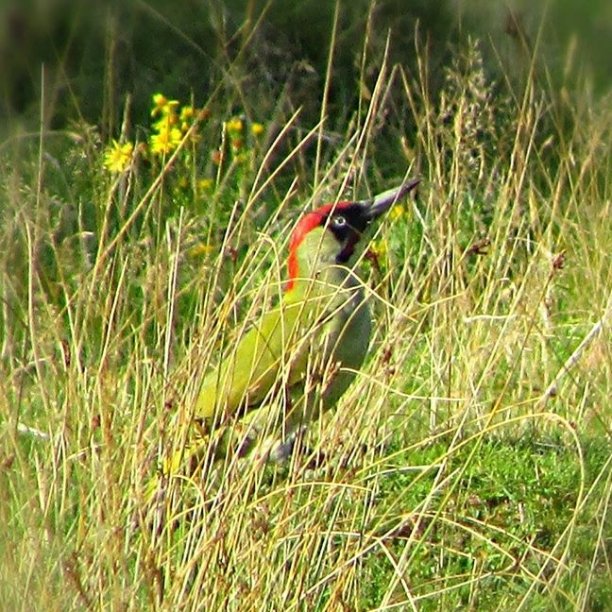 speckywright's tweet photo. Green woodpecker from bradgate park! #Nikon #greenwoodpecker #bradgatepark #country park #leicestershire https://t.co/4X0cc1fVdx