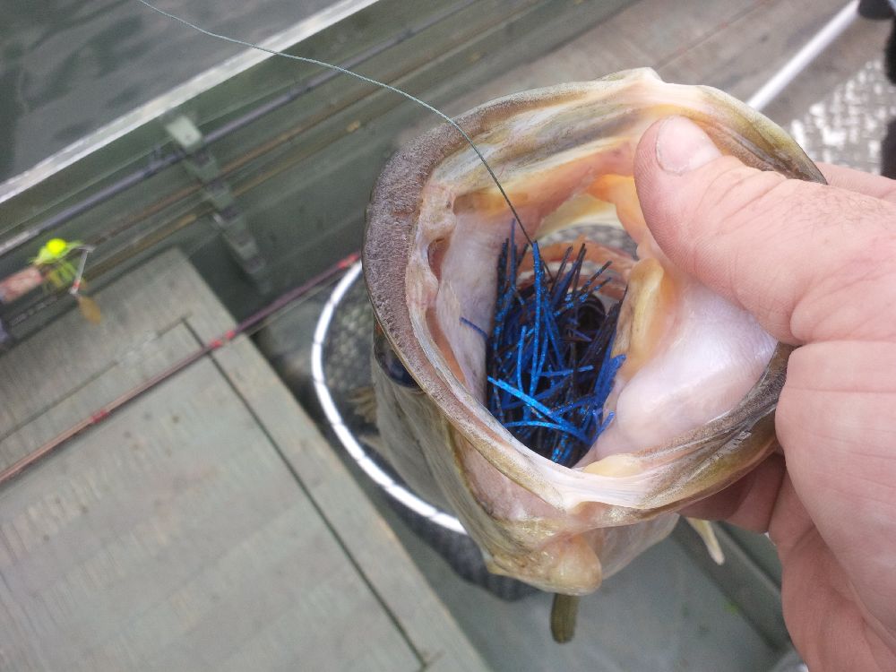 CanuckBassin's tweet photo. This was a mainstay for big buckets this past summer. @TeamSantone 3/4oz #RattlinJig and @Anglers_Choice #SpeedBug https://t.co/EyZEj2ZbSD