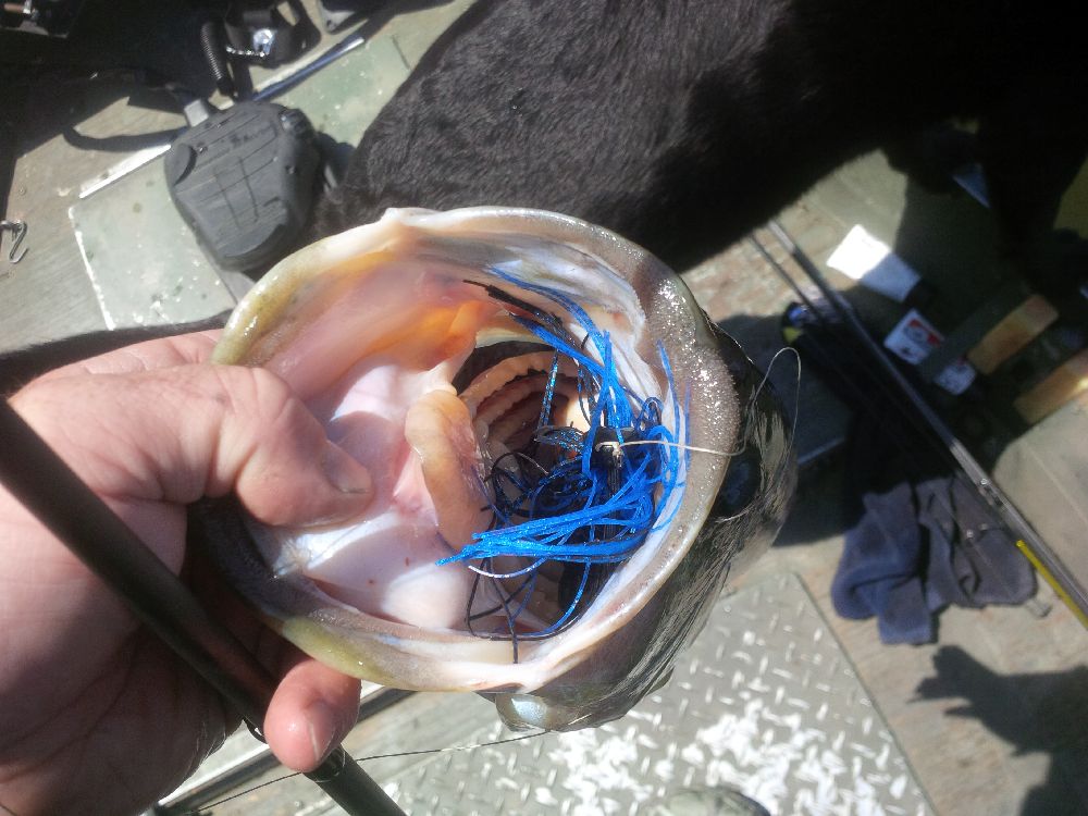 CanuckBassin's tweet photo. This was a mainstay for big buckets this past summer. @TeamSantone 3/4oz #RattlinJig and @Anglers_Choice #SpeedBug https://t.co/EyZEj2ZbSD