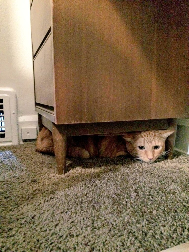 ZeldaTheGolden's tweet photo. I have 2 new feline siblings! So far the black one wants to kill me and the orange one is afraid of me #PetSiblings https://t.co/QtIGcSp09I
