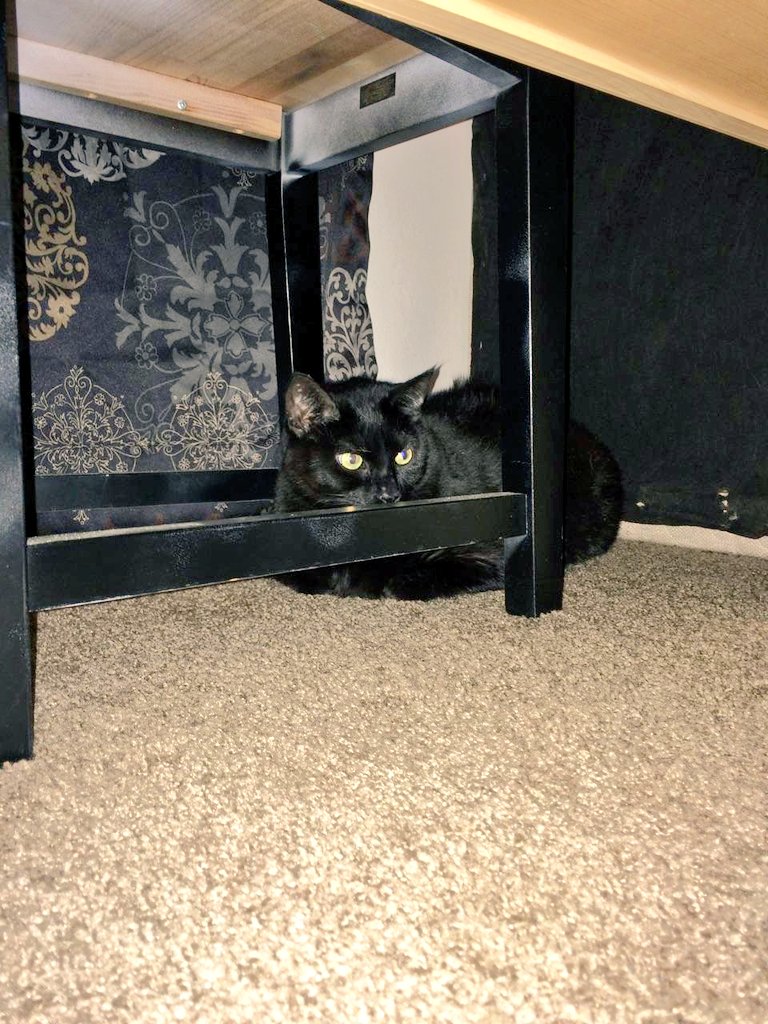 ZeldaTheGolden's tweet photo. I have 2 new feline siblings! So far the black one wants to kill me and the orange one is afraid of me #PetSiblings https://t.co/QtIGcSp09I