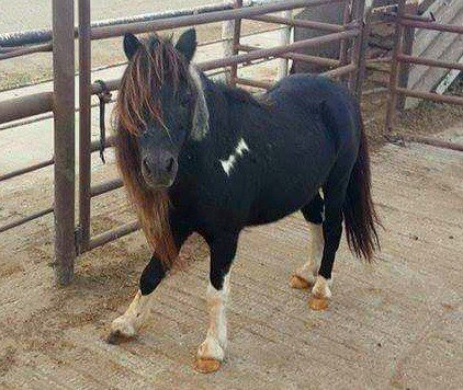 UrgentHorses's tweet image. Miniature Horse Stallion SHIPS TO SLAUGHTER 10-26 Go here : on.fb.me/1MdH1Xx #minihorses  #killpen #horses