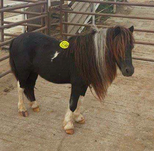 UrgentHorses's tweet image. Miniature Horse Stallion SHIPS TO SLAUGHTER 10-26 Go here : on.fb.me/1MdH1Xx #minihorses  #killpen #horses