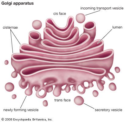 itstheGOLGIhour's tweet photo. #cell-fie sunday https://t.co/WHDqWq19sk