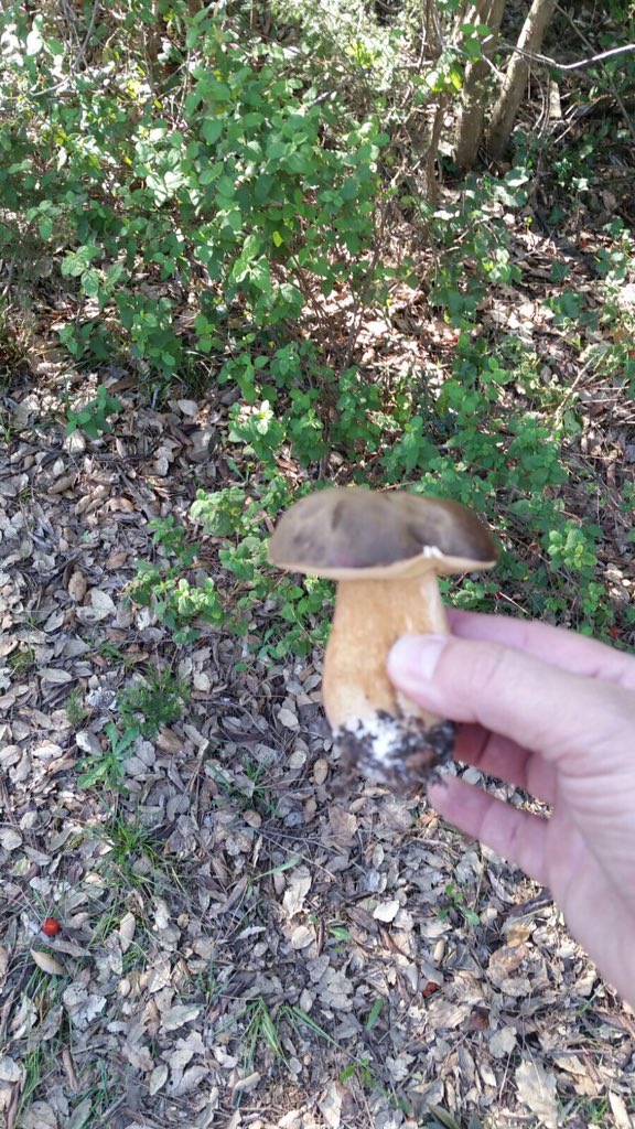 LAVILLADECORSA's tweet photo. El dia 30 tornem amb forces. Mireu que ha sortit al jardi😱. Comencem un novembre amb temporada de bolets https://t.co/0K1HipM21H