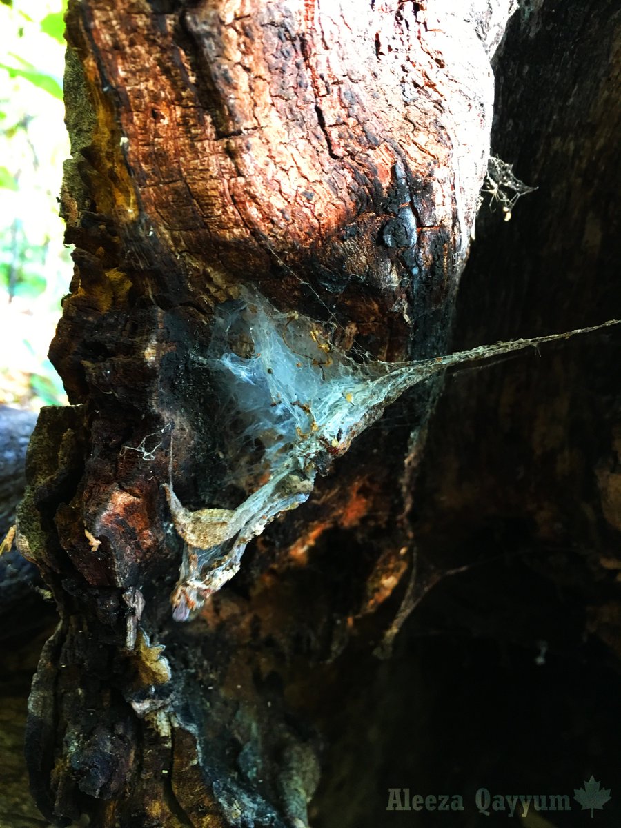 scienceismybae's tweet photo. This is the remains of a spider web. A spider web is a habitat for spiders. https://t.co/TMBdViiNKU