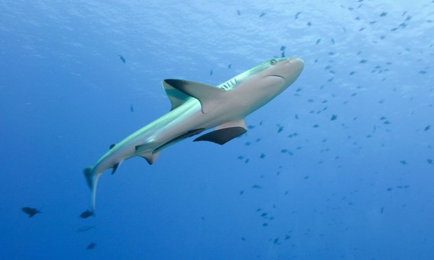 RnfrstAlliance's tweet photo. Tiny Pacific archipelago creates world's 6th largest #MarineReserve: https://t.co/6KJIi4FfvA via @Guardian https://t.co/v0uCNsEmGM