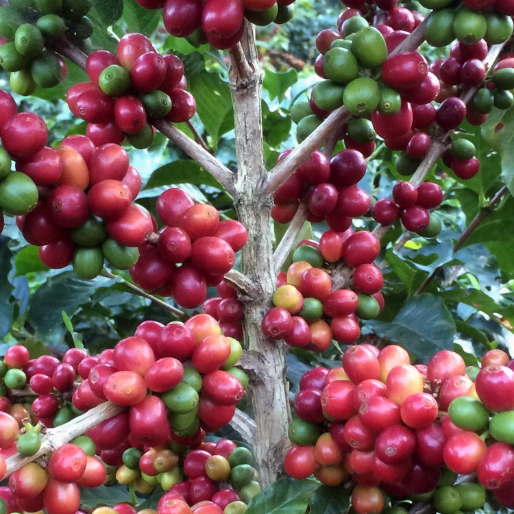 ClarkStCoffee's tweet photo. A beautiful sight in Acatenango, Chimaltenango - the region of our Guatemala Finca La Hermosa coffee. #clarkstcoffee https://t.co/53OVZmeUH3