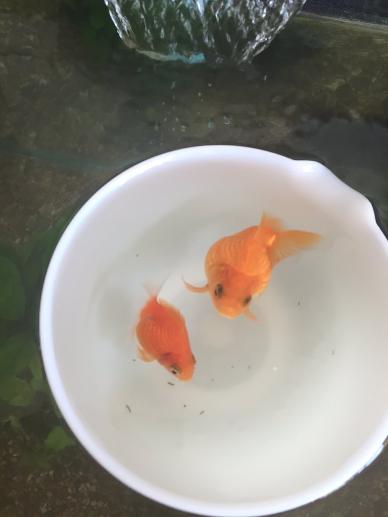 女性目線で楽しむ金魚生活 まとめ Togetter 女性目線で楽しむ金魚生活 まとめ Togetter