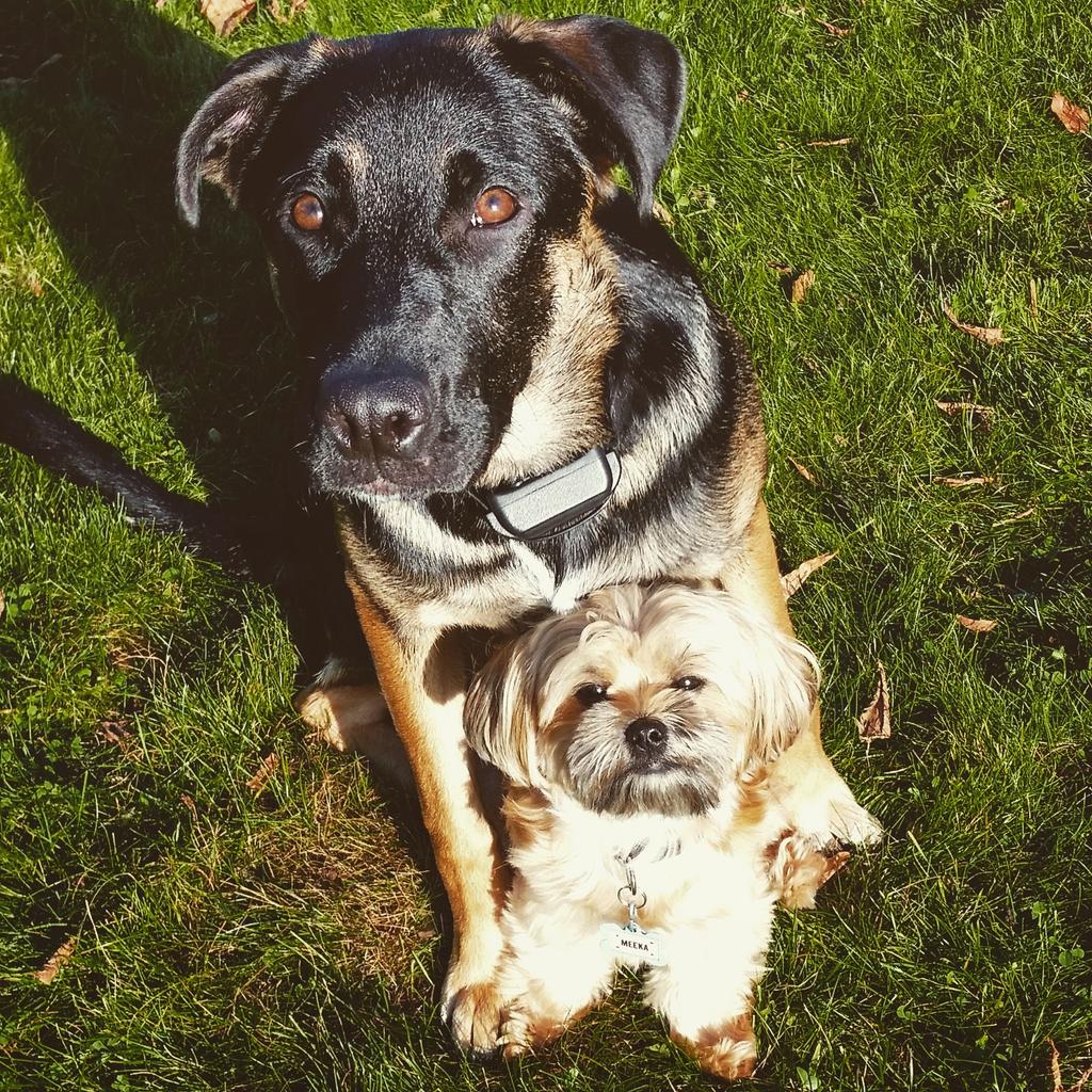 lcjay216's tweet photo. #mommasgirls #mydogsarecuterthanyours 👌💕 https://t.co/s4cH5NCyJm