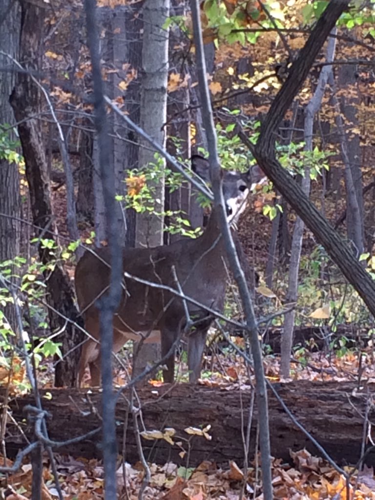 misfitfeather's tweet photo. Beautiful day for a looooooooooong hike at #fortbenjaminharrison, we saw four deer 🐺💞✨ @indyparksandrec 🍁🍃🍂🍃🍁✨✨✨ https://t.co/lWmMB1q74s