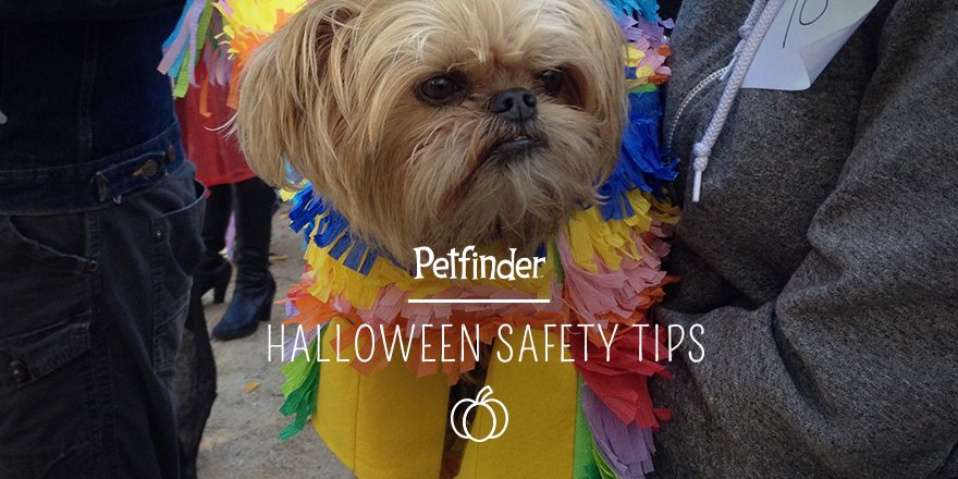 Candy is unavoidable this time of year. Make sure your pet stays safe: petfndr.co/1Pvc0E7