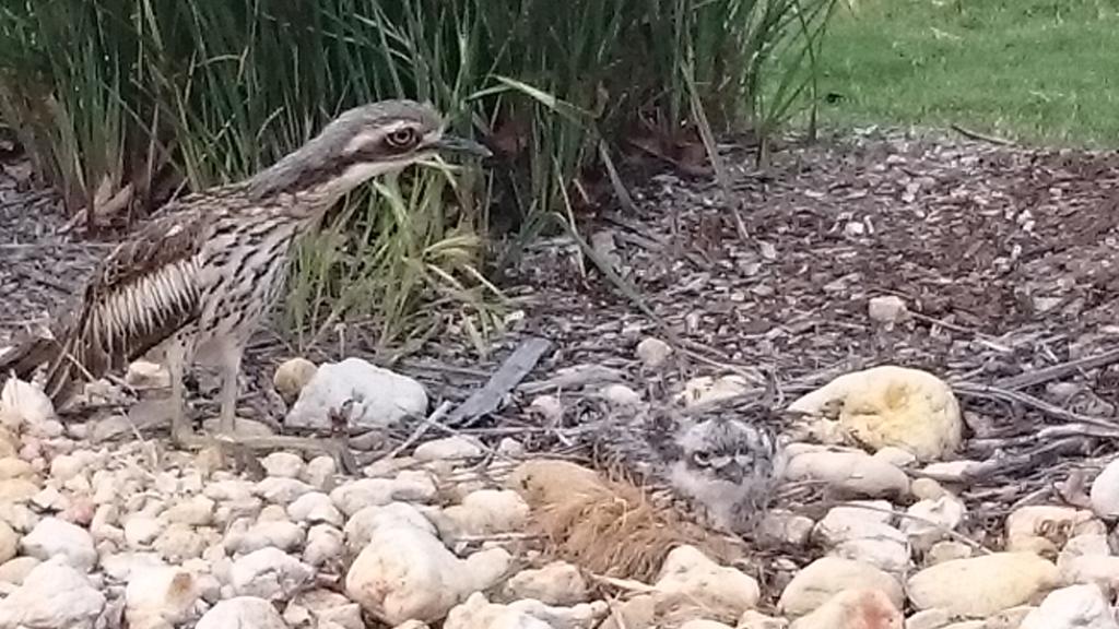 #Curlew family in our backyard, spot the chick?