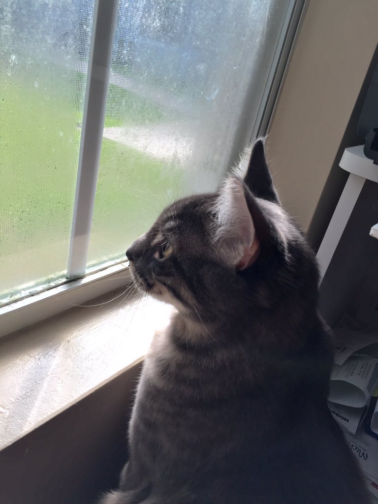 Serenasierra's tweet photo. #Rain, rain go away, so I can go out to play πΌπΌ
#cat #kitty #catlover #instacat #pets #pets #catsfeature #BBG https://t.co/Q1knHJsM9P