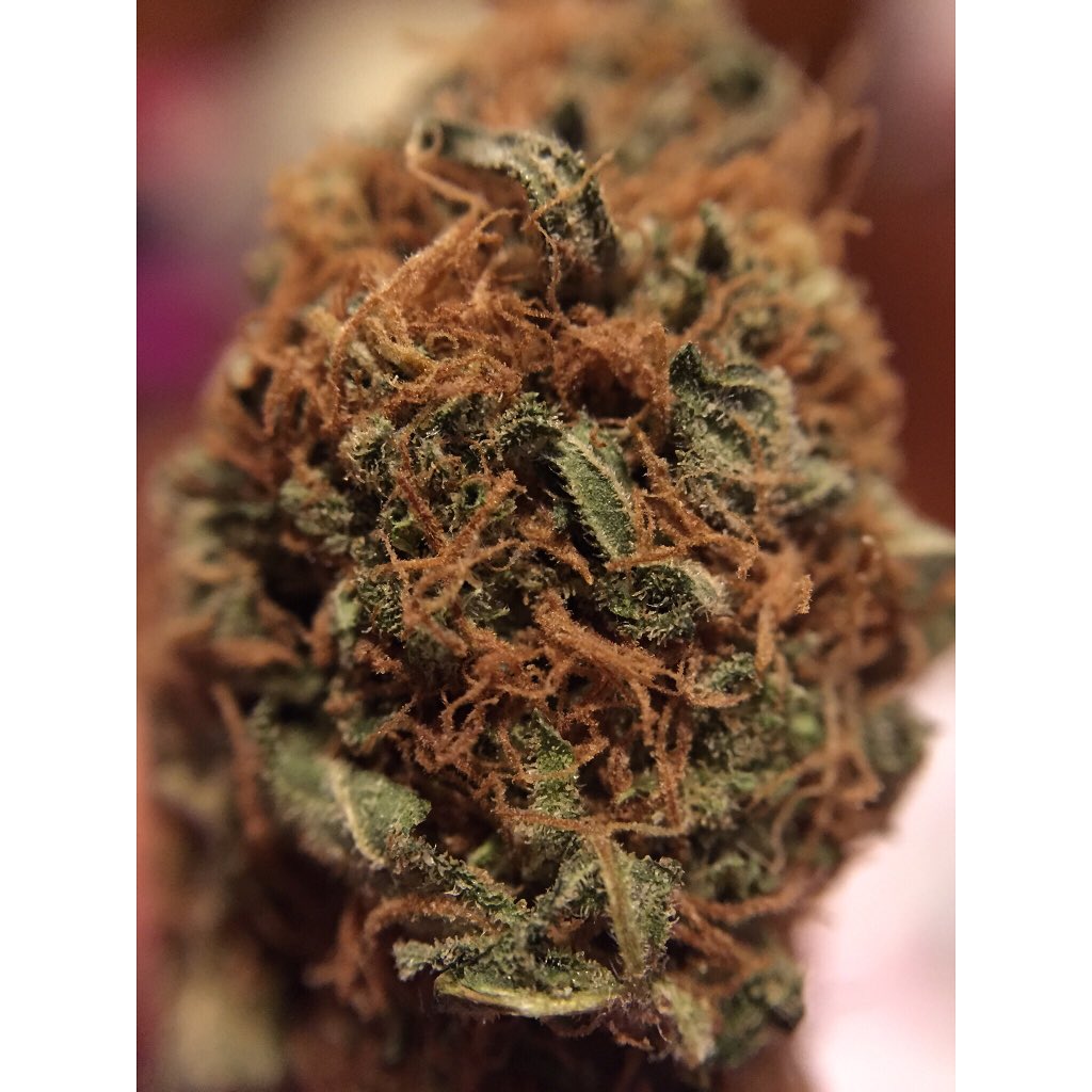 interiorrain's tweet photo. Atomic OG 💥 #abudlife #nugs #dank #atomicog #crackingnugs #iwillmarrymary #macro #bud https://t.co/0iRFKc53Ul
