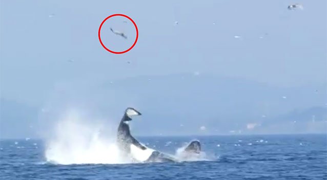 7NewsAdelaide's tweet photo. Whale's tail punts unlucky seal 25 metres into the air. WATCH: https://t.co/omsGK9SVZP #7News https://t.co/7xRZ3FKaDo