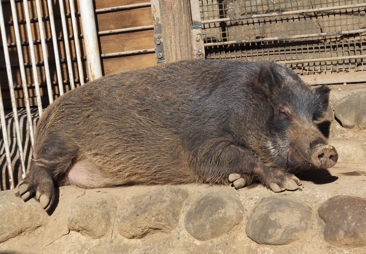 多摩動物公園 公式 בטוויטר おはようございます 多摩動物公園 開園いたしました いい天気です 日なたは温かく のんびりとお昼寝中のイノシシです 調 T Co 4bo4ujetfn