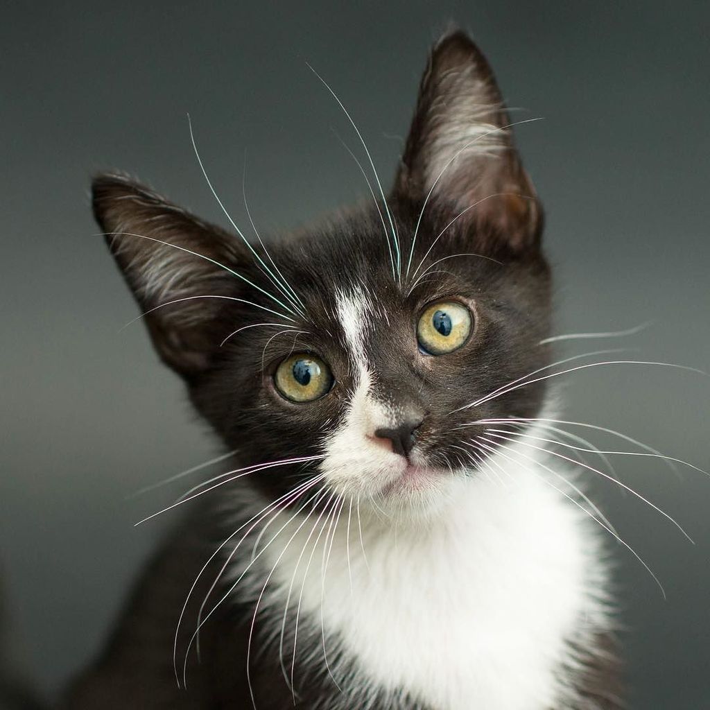 ImogenTheKitten's tweet photo. Rocco is the cutest little model #blackcatproject #sheltersunday https://t.co/iMraI481mU https://t.co/or0WF4M3jF