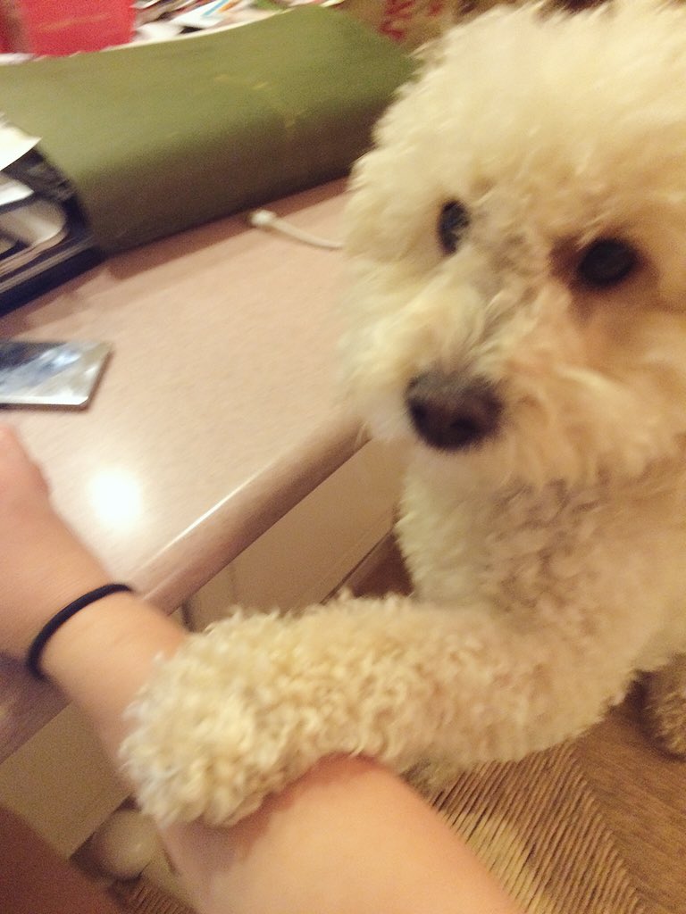 RileyAvil's tweet photo. helping @Sierra_Soo plan important stuff 💻🐾 https://t.co/QVCDjF5vlC