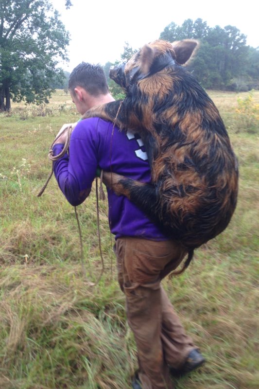 JKondroik's tweet photo. the hog doggin life chose him #hogdown #bayedup #boarsoverwhores #yeeyee https://t.co/OeGkiL4f3y