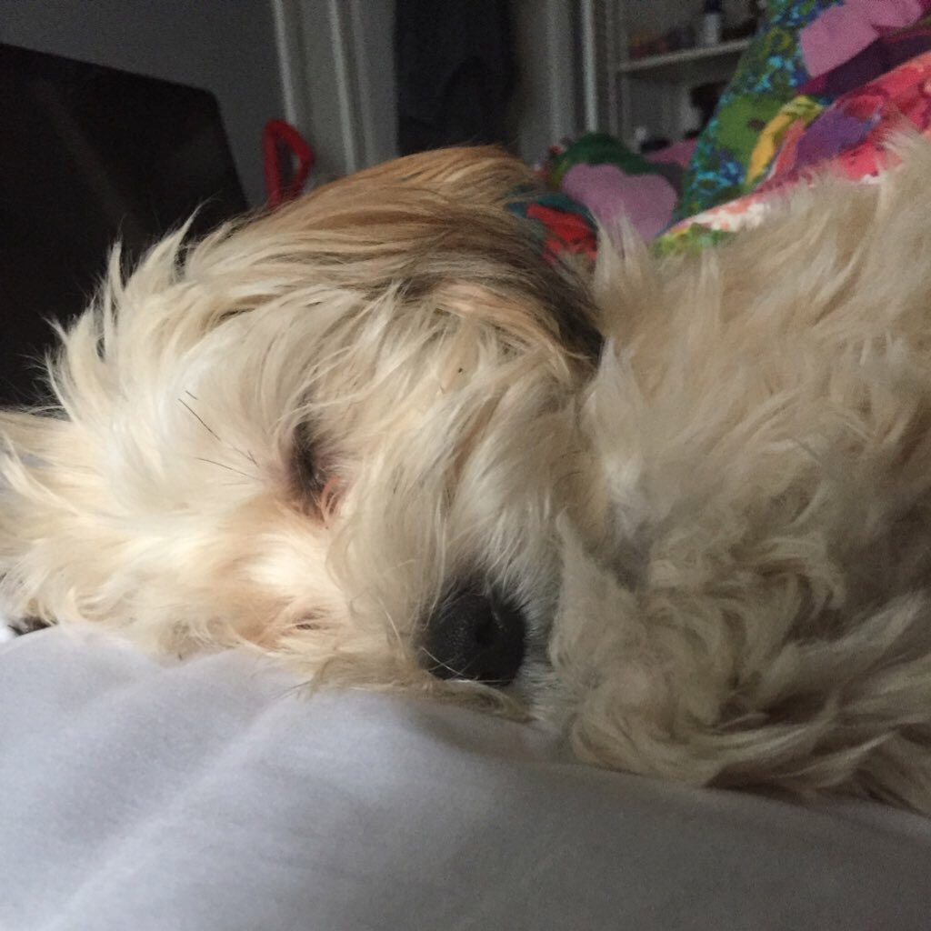 TrebleThePuppy's tweet photo. when @Barzaboy enters da mentions https://t.co/24xJzroxGh