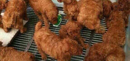 Fried__Chicken1's tweet photo. https://t.co/XwjE4CR2J1