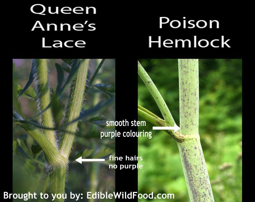 Water Hemlock Vs Queen Annes Lace