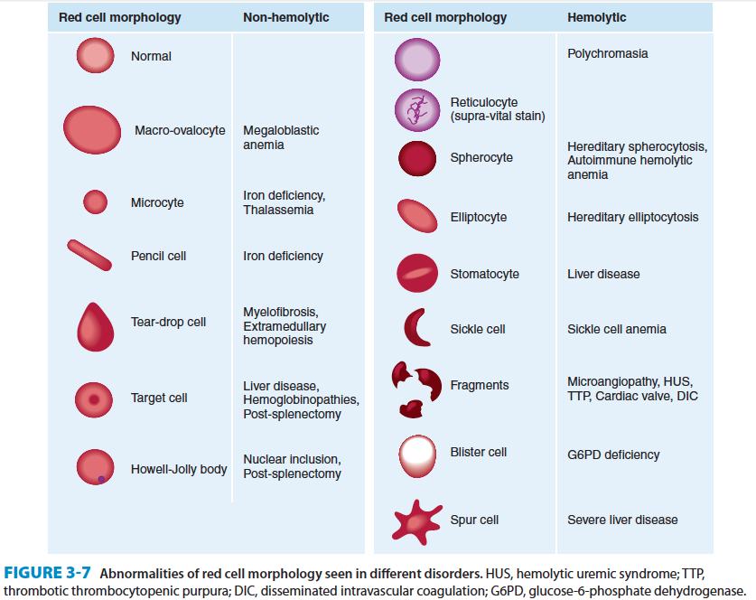 rbc morphology abnormal rome fontanacountryinn com abnormal rbc morphology