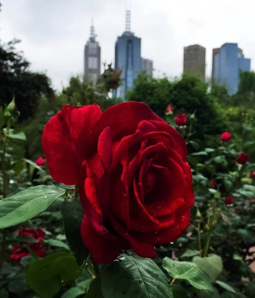 MelbourneToDo's tweet photo. Overcast afternoons in Melbourne aren't too bad. https://t.co/aMDNAd2WWZ https://t.co/dQWNiNUdHc