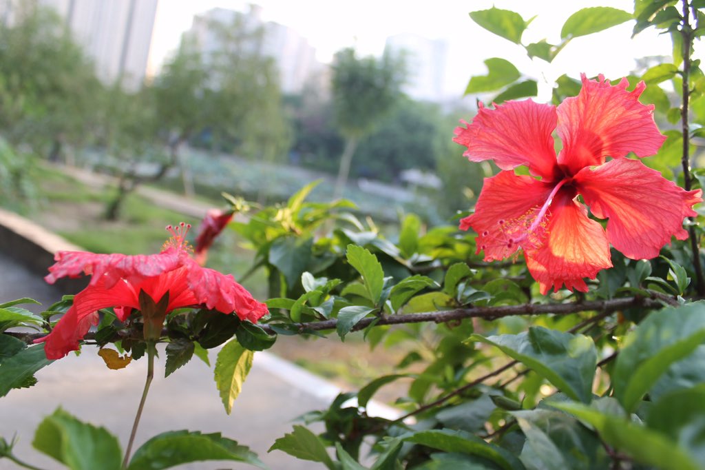 crazypengyou's tweet photo. Flowers are always attractive https://t.co/duSJTu88Rs