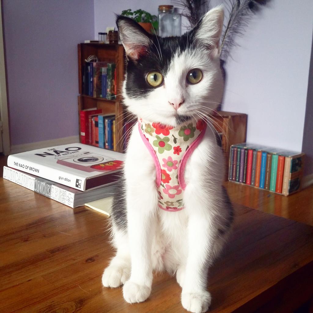 cat_cleopatra's tweet photo. Does this harness make my neck look fat? #CatsOfTwitter https://t.co/EDZjCs3Hzw