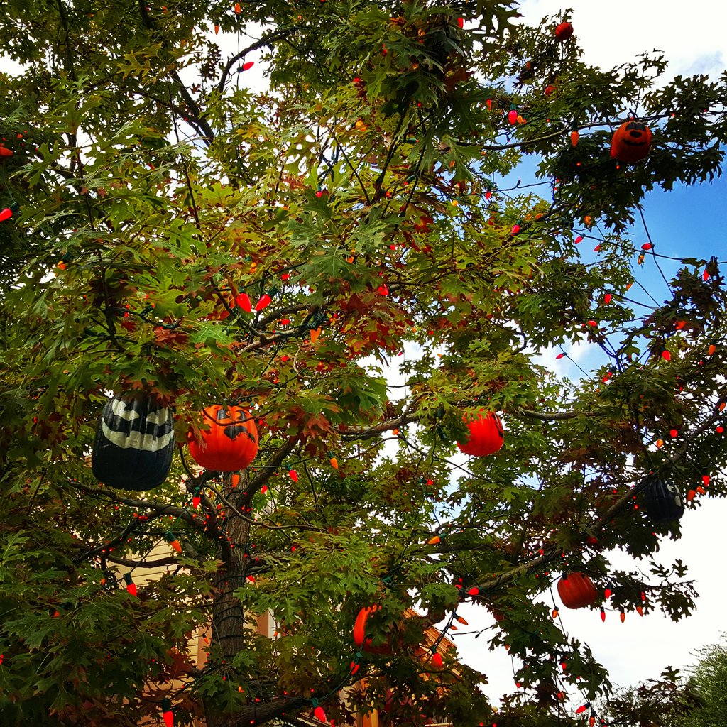 DisPhotoFanatic's tweet photo. The spooky #halloweentree

#disneyland #disneyland60 #frontierland #halloweenatdisneyland #halloween https://t.co/t9iCSXwc6l