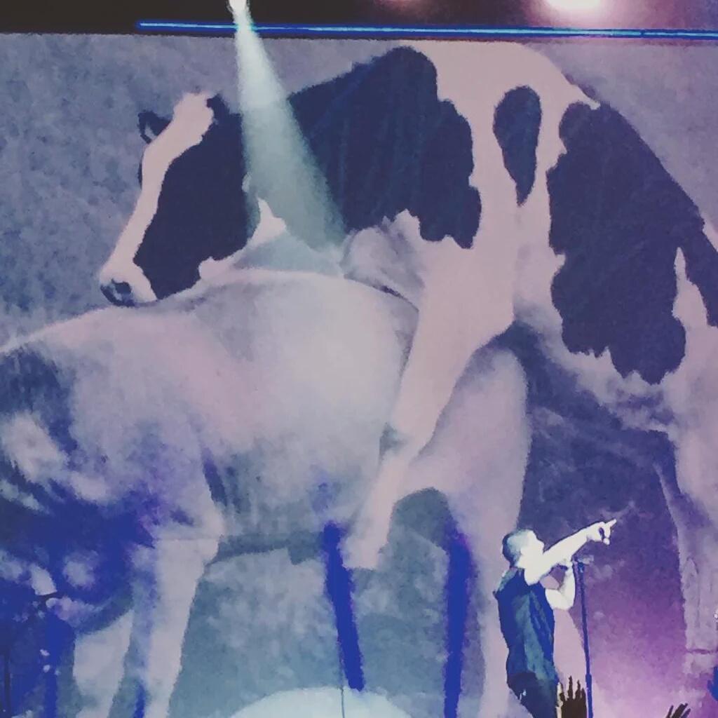NJBROficial's tweet photo. Tem mais de Nick Jonas no palco #NJLiveInConcert https://t.co/nj4Bq8KSAi