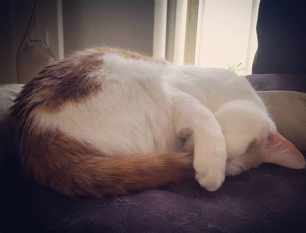 circlingsquare's tweet photo. So tired after a day of playing with my brother!  #cat #cats #kitten #kittens #kittensofmelbourne #catsofinstagram … https://t.co/33pftVfDqC
