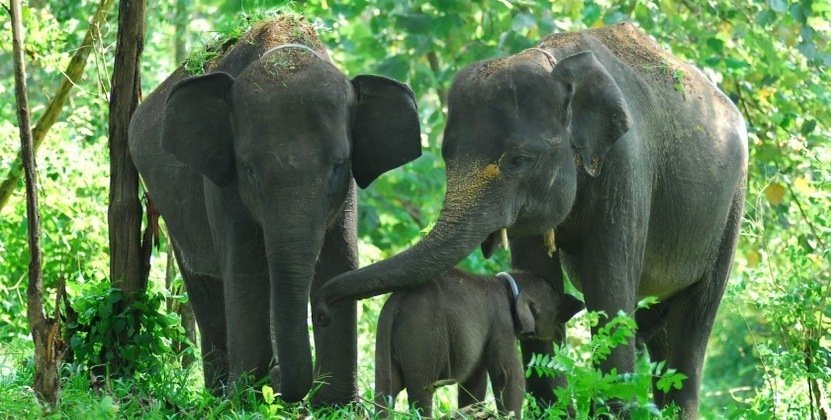 malesbanget's tweet photo. Gajah Sampe Turun Tangan Untuk Mengatasi Kebakaran Hutan di Riau https://t.co/gXsevIGIJI #MelawanAsap! https://t.co/Ik3f5Utklm