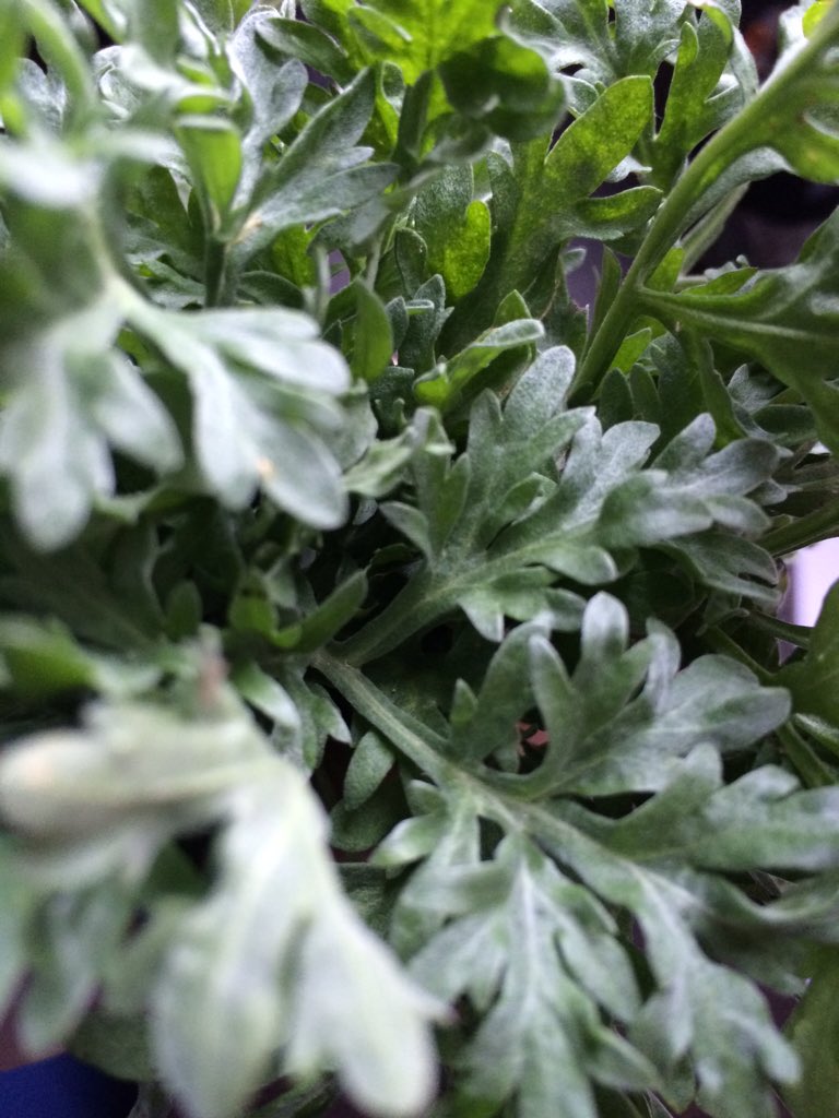 DIEGOMOSQUERAM's tweet photo. Ya tenemos una nueva en el huerta para seguir haciendo pruebas #absentium #artemisa #ajenjo #galiciacalidade https://t.co/WArooS6wJK