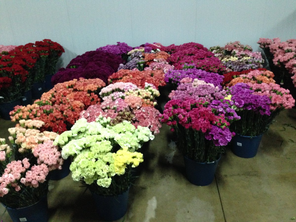 Exagal_SL's tweet photo. FLORES PARA LOS SANTOS DIFUNTOS A PRECIOS SIN COMPETENCIA. NO DUDE EN CONSULTARNOS 924813437 oficina@exagal.com https://t.co/P7yetoGzWW