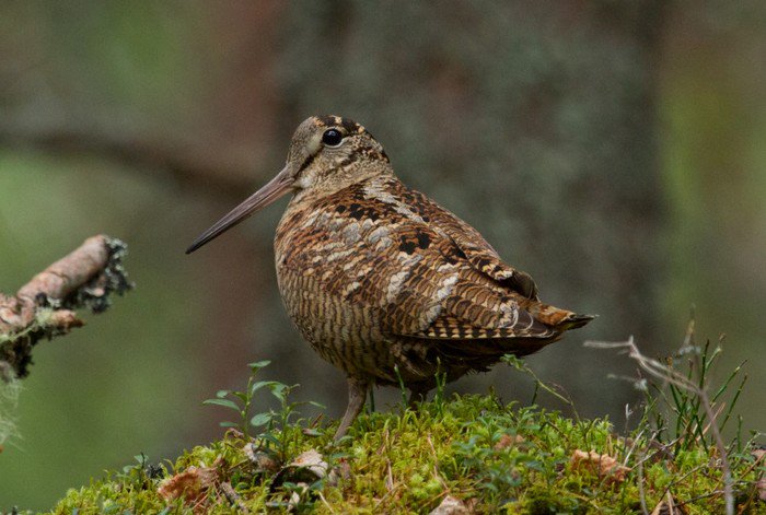 EricTheBirdman's tweet photo. Recent report on Woodcock decline in UK. Imagine what Irish numbers must be. https://t.co/U4Ly8VvTah
#VoluntaryBan https://t.co/eAoBh9hU9A"