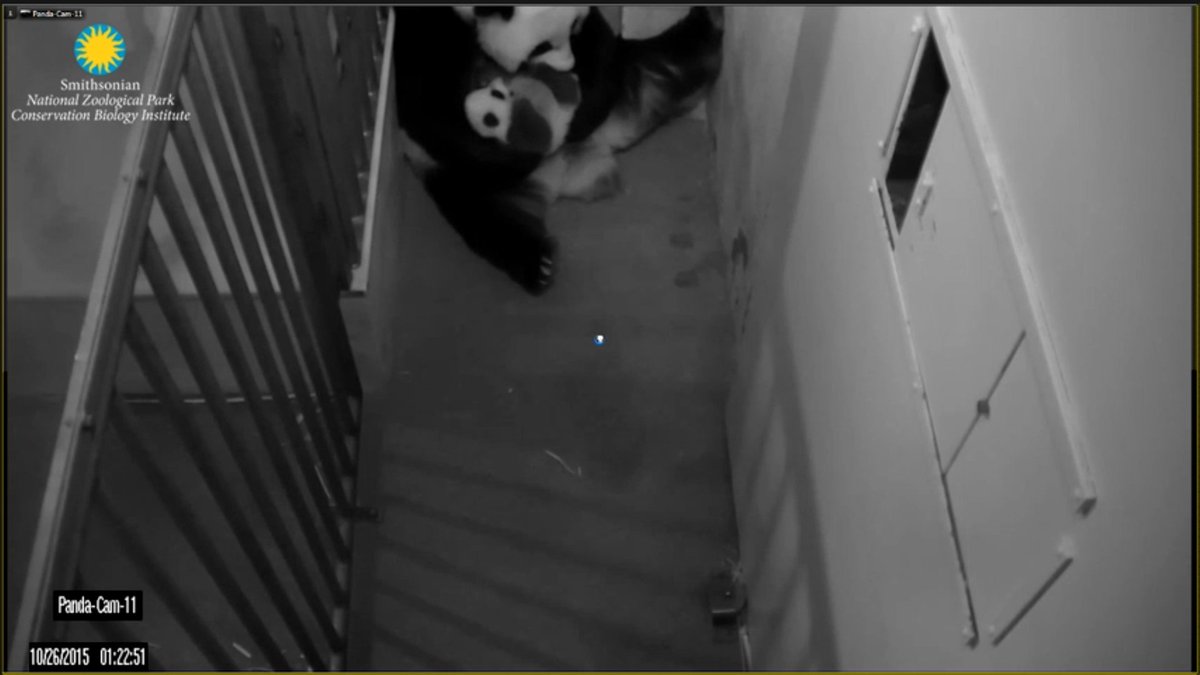 JoyHinnant's tweet photo. Shes tyrna brak 2 him its tim 2 go n LR & do #TheBeiBei & hes not buyi it #Hes2Tired #Tim2DotheBeiBei #Learn2WALK https://t.co/eETGSzuFUv