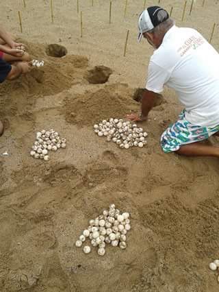 PROFEPA_Mx's tweet photo. En Barra de Navidad, Comité de Vigilancia Ambiental Participativa recupera huevos de tortuga tras #HuracánPatricia https://t.co/HcHXDVfI3Z