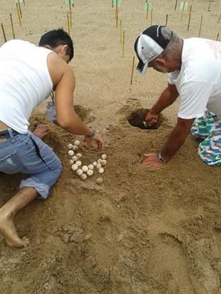 PROFEPA_Mx's tweet photo. En Barra de Navidad, Comité de Vigilancia Ambiental Participativa recupera huevos de tortuga tras #HuracánPatricia https://t.co/HcHXDVfI3Z