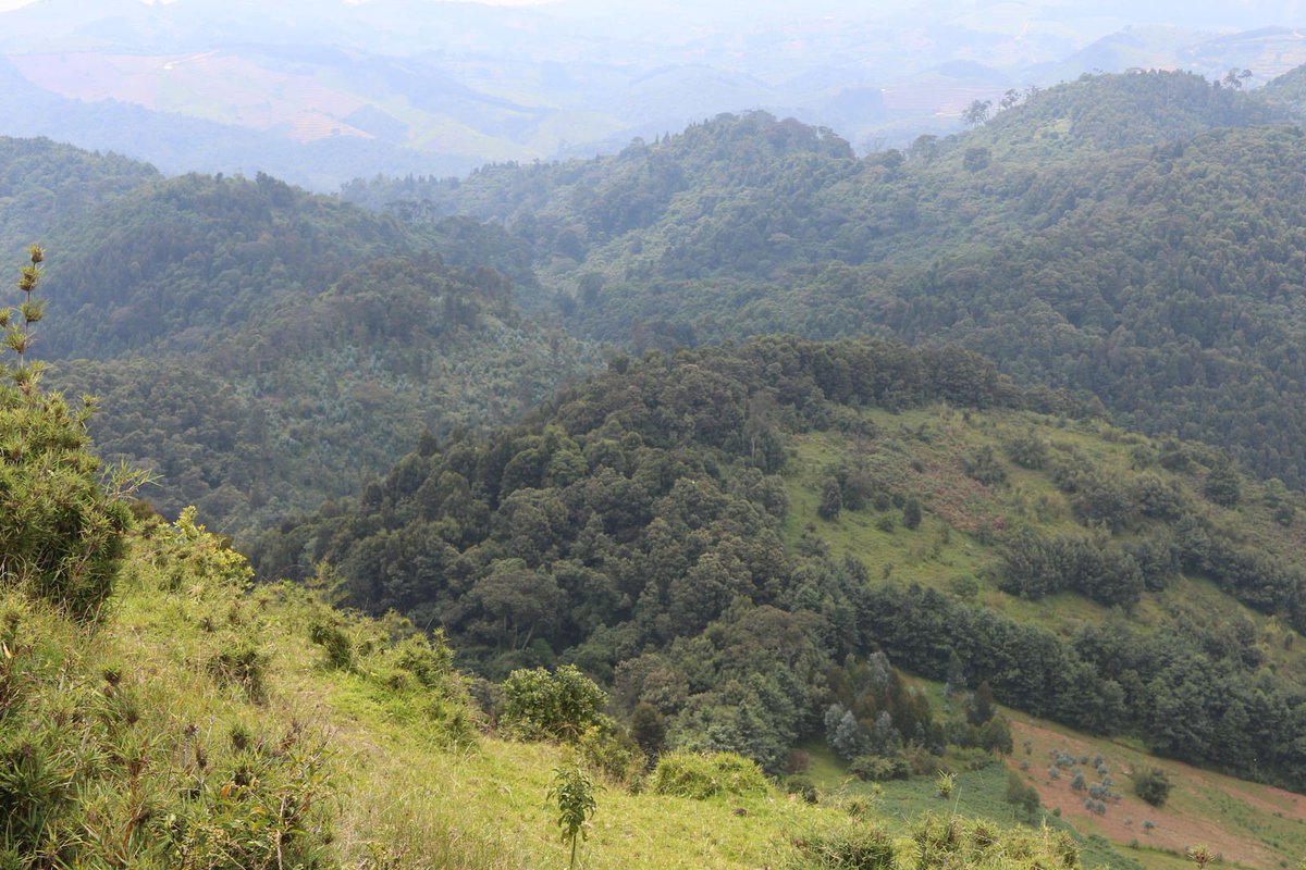 LAFRECProject's tweet photo. #FlashBack: #Gishwati-#Mukura #National Park getting ready for tourism https://t.co/YL213HCNnT #Rwanda #LAFREC https://t.co/SHXvNSH7YB