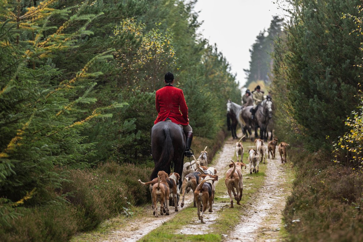 Gsxr1000UKKO's tweet photo. Braes of Derwent Hound Training @CAupdates @CAjilly @horseandhound @keephunting_
#hunting #hounds #ryanmania https://t.co/ajG4QbW8Lw