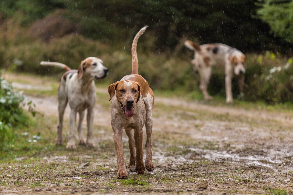 Gsxr1000UKKO's tweet photo. Braes of Derwent Hound Training @CAupdates @CAjilly @horseandhound @keephunting_
#hunting #hounds #ryanmania https://t.co/ajG4QbW8Lw