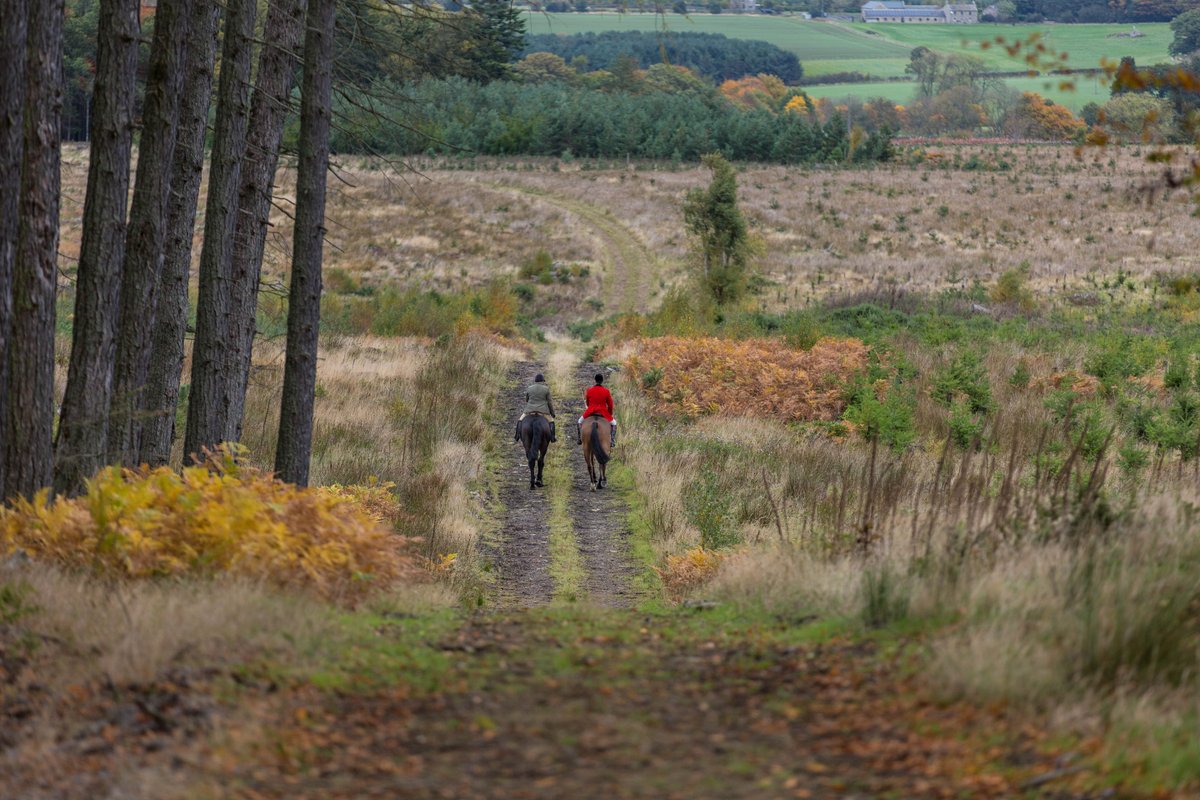 Gsxr1000UKKO's tweet photo. Braes of Derwent Hound Training @CAupdates @CAjilly @horseandhound @keephunting_
#hunting #hounds #ryanmania https://t.co/ajG4QbW8Lw