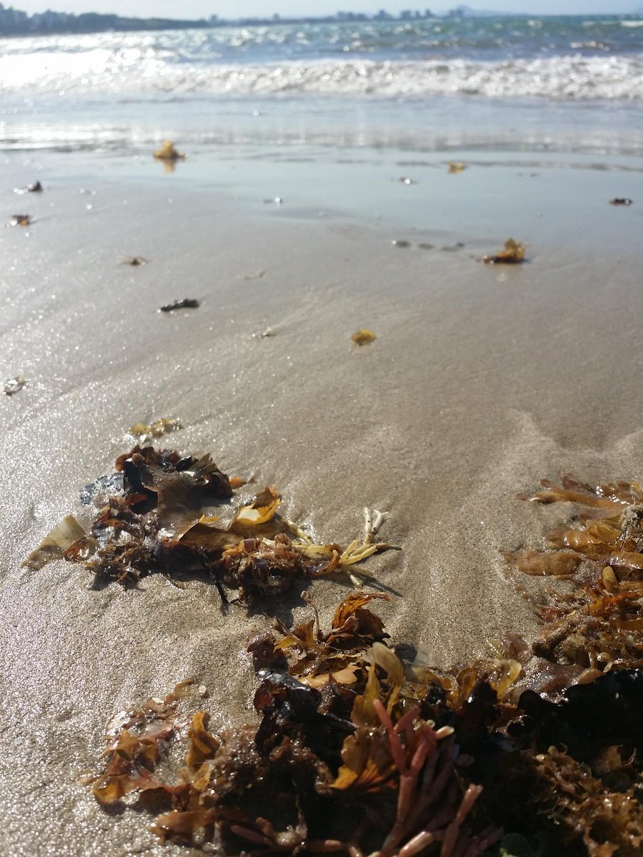 missamelia711's tweet photo. Weed of the sea 🌊🌞 Windy conditions but still beautiful 💜 @Queensland @MySunshineCoast #mooloolabaspit https://t.co/4UryFaWFmk